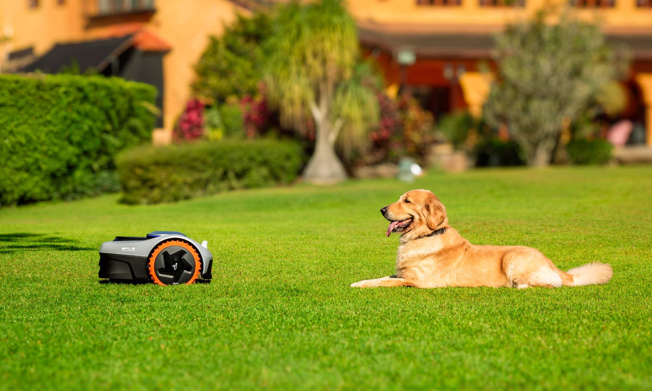 Navimow i110N robot lawn mower sits on grass near dog.